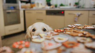Chris Davis - Happy National Cookie Day!
