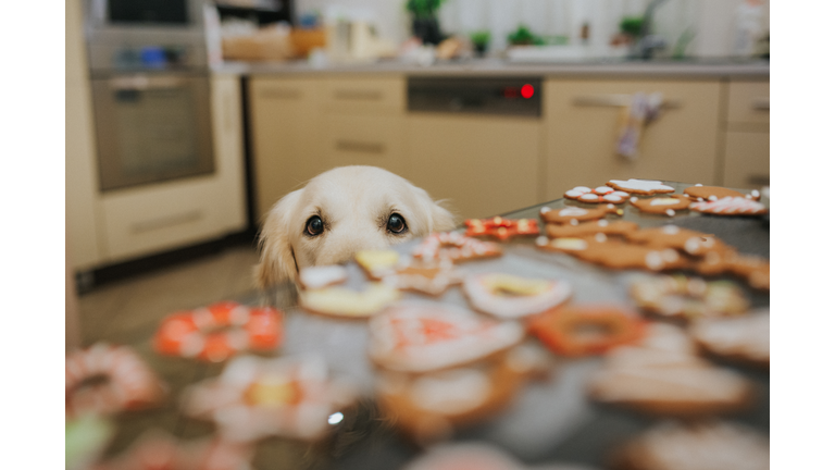 Dog looking at Christmas cookies,Poland