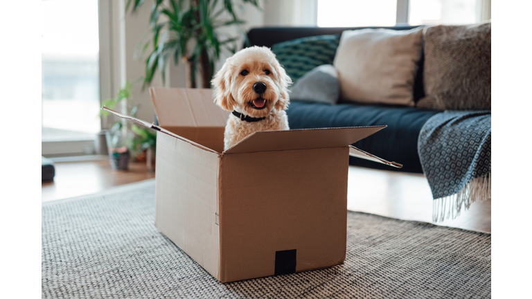 Cheerful Goldendoodle dog sitting in cardboard box in the living room