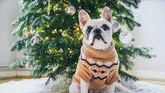 Rescue Dog's Reaction to Her First Christmas Tree Leaves Internet in Tears