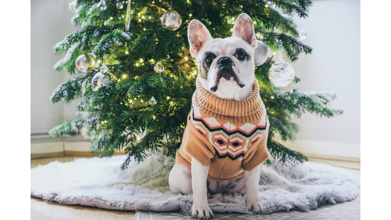 Cute French Bulldog  sitting in front of Christmas Tree