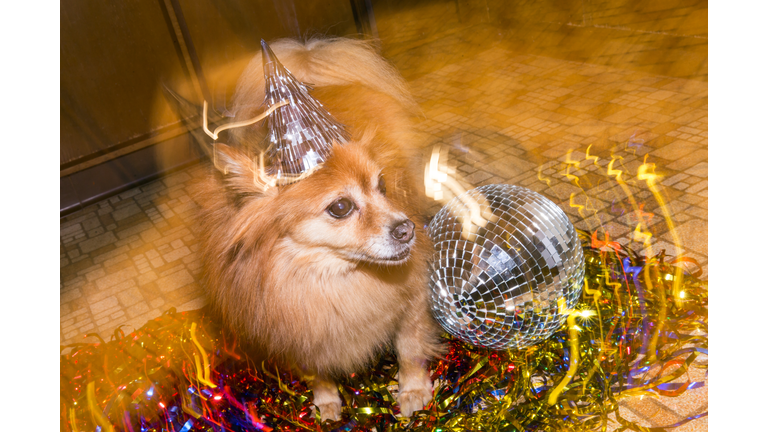 Party Dog Birthday Dog New Years Eve Dog Wearing Party Hat