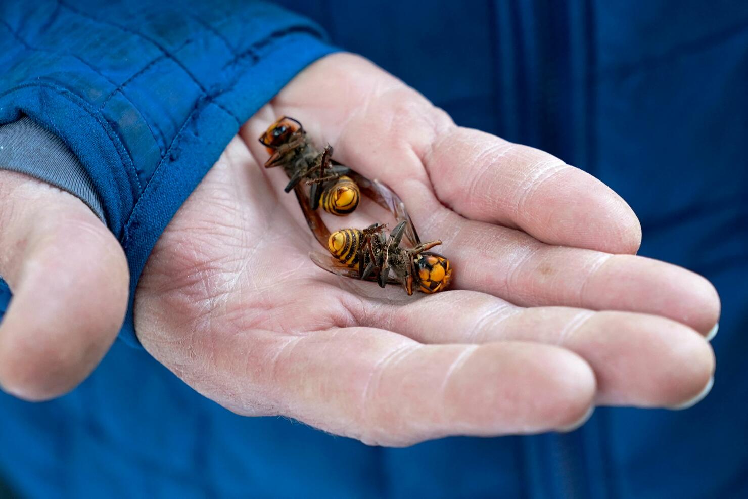 US-MURDER-HORNETS-NEST