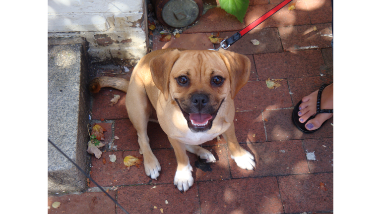 High angle portrait of beagle sitting on footpath