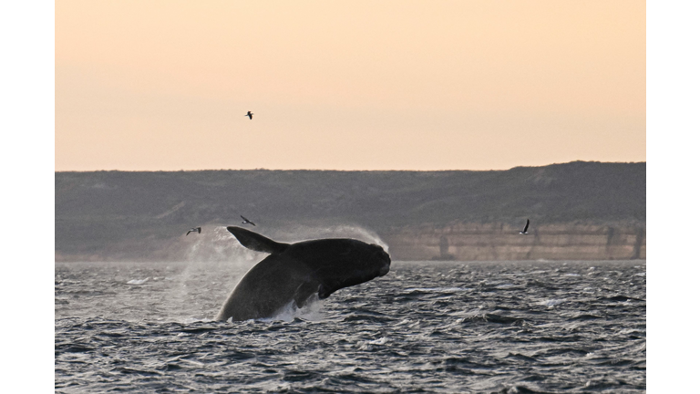 ARGENTINA-ENVIRONMENT-ANIMAL-WHALE