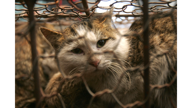 Rescued Stray Cats Wait To Be Adopted