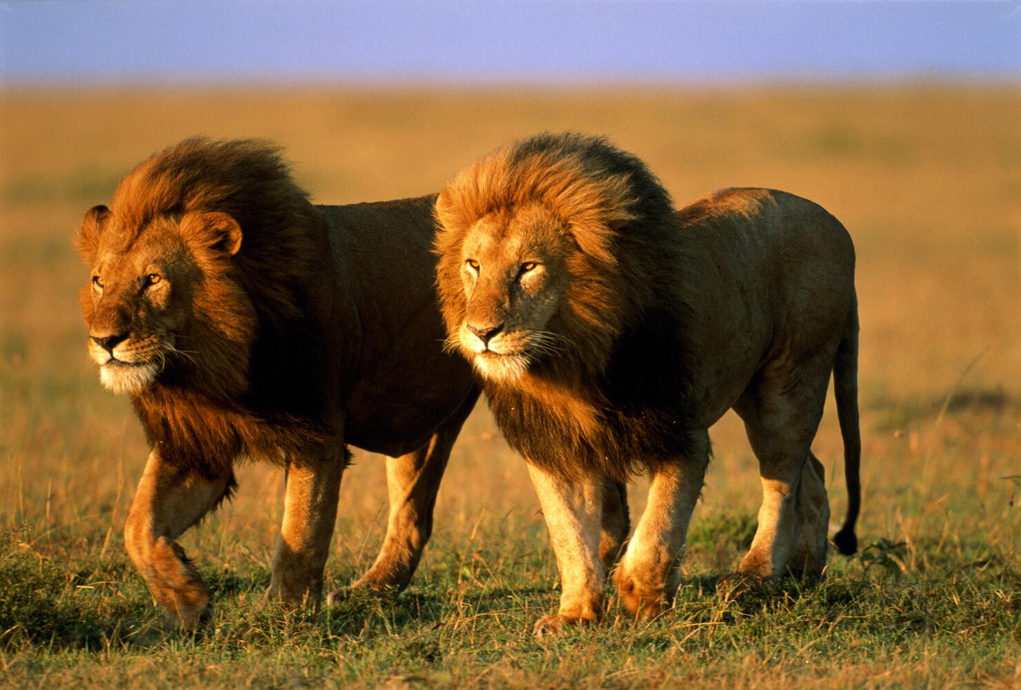 Two male lions (Panthera leo) walking across plain, Kenya
