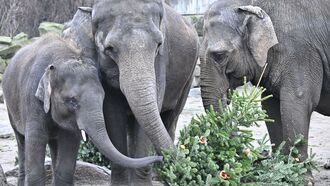 Elephants Dine on Unsold Xmas Trees at Berlin Zoo