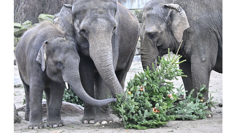 Elephants Dine on Unsold Xmas Trees at Berlin Zoo