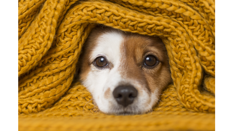 portrait of a cute young small dog looking at the camera with a yellow scarf covering him. White background. cold concept