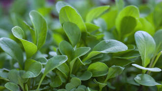 Watercress Crowned World's Healthiest Food