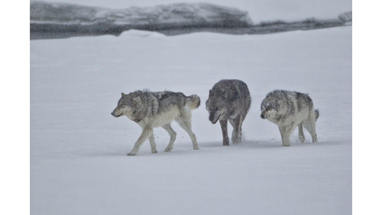 Gray Wolf pack in snow