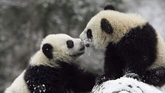 Snow Day for 2 Giant Pandas at The National Zoo in Washington DC  