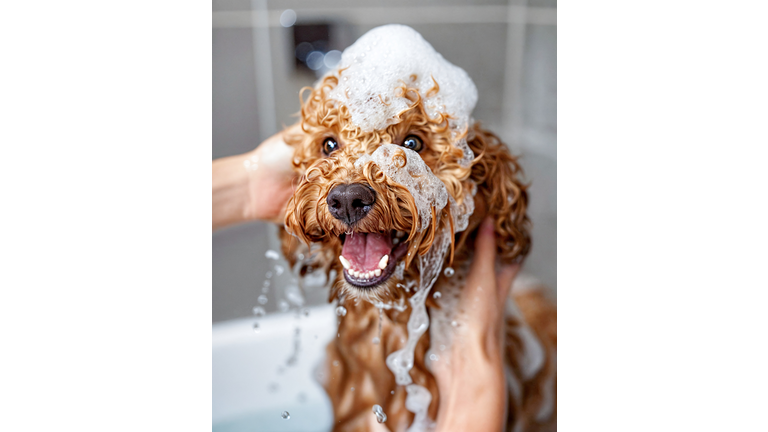 Portrait of dog, a happy poodle in bathroom, bathing, with bubbles on head