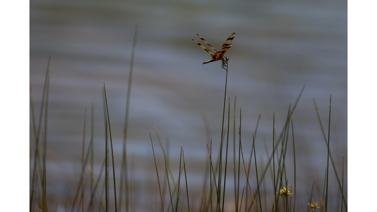 The Natural Wonder Of Florida's Everglades National Park