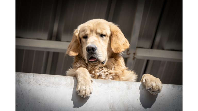 Golden Retriver at balcony looking at city view wishing to go for walk outside