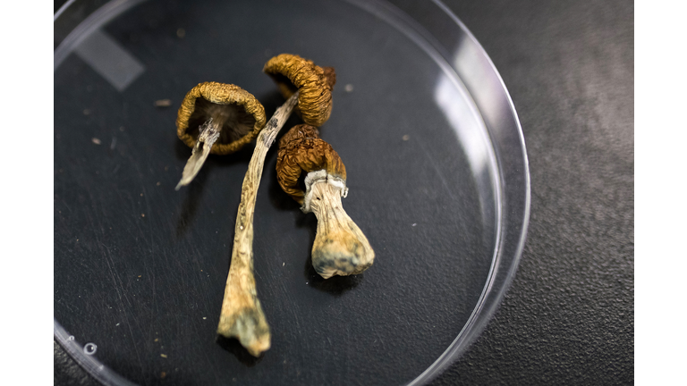Dried Psilocybe Mushrooms