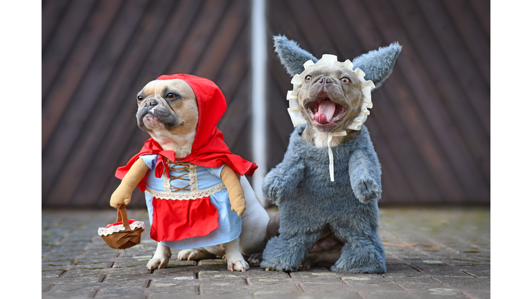Red pied French Bulldog dressed up as fairytale character Little Red Riding Hood and silver gray colored dog with scary face as Big Bad Wolf with full body costumes with fake arms