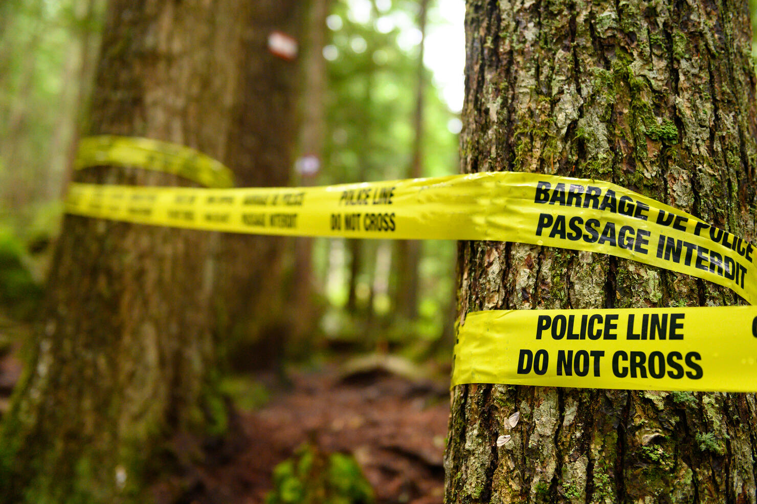 Police line in the forest at a crime scene