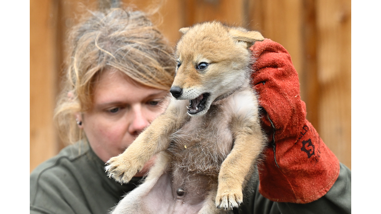 FRANCE-ANIMAL-PARK