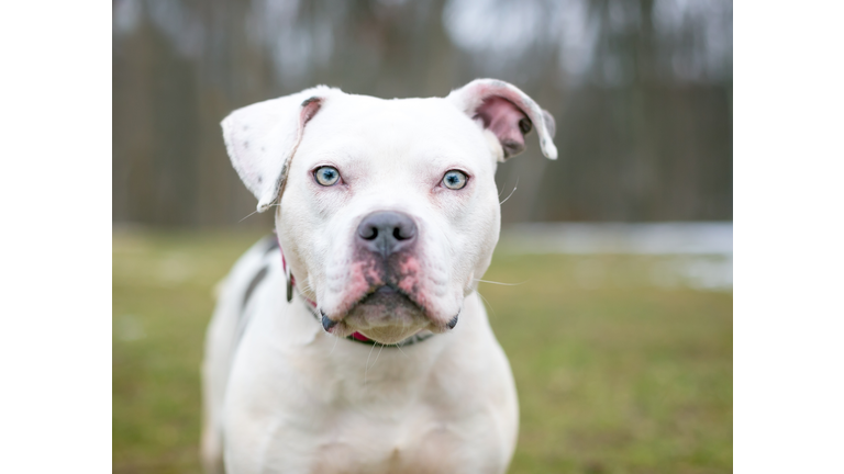 A white Pit Bull mixed breed dog outdoors