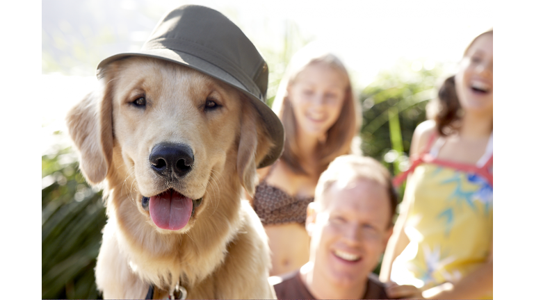 A golden labrador with tongue out, wearing a hat. 