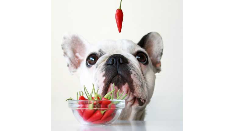 French bulldog with red pepper