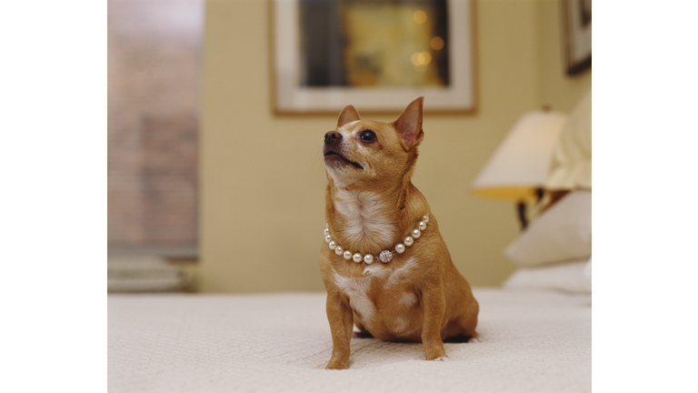 Fancy Dog with Pearl Necklace