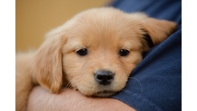 Golden Retriever Puppy held in arms