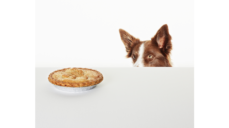 Dog peering at pie on kitchen counter