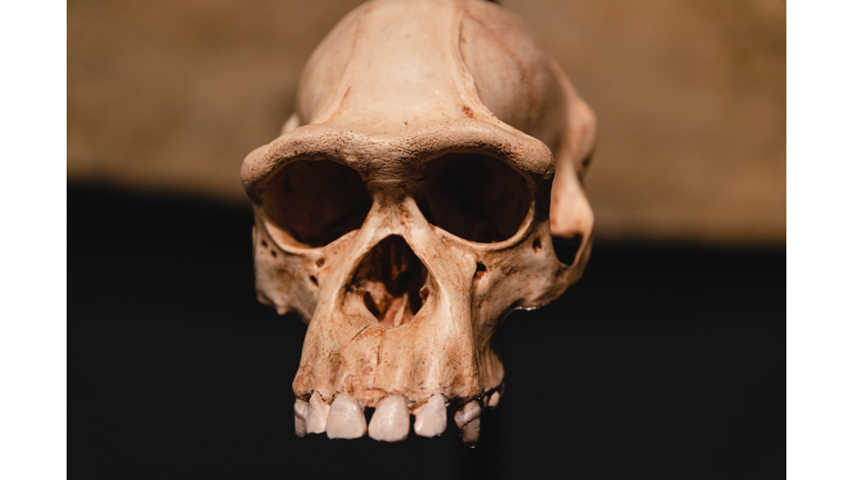 Rewriting Hominid History / Funerals & Technology