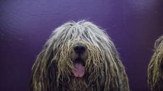 Dog found in dumpster after spending hours in bitter cold in New Jersey