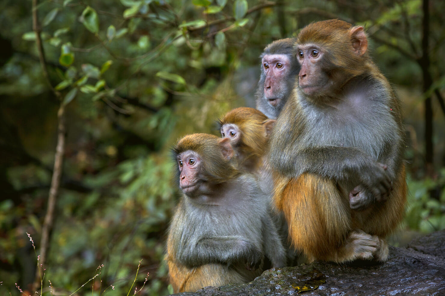 Rhesus Macaque Monkeys (Macaca mulatta), Zhangjiajie National Forest Park, China