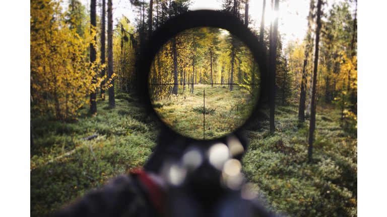 View of trees through rifle sight