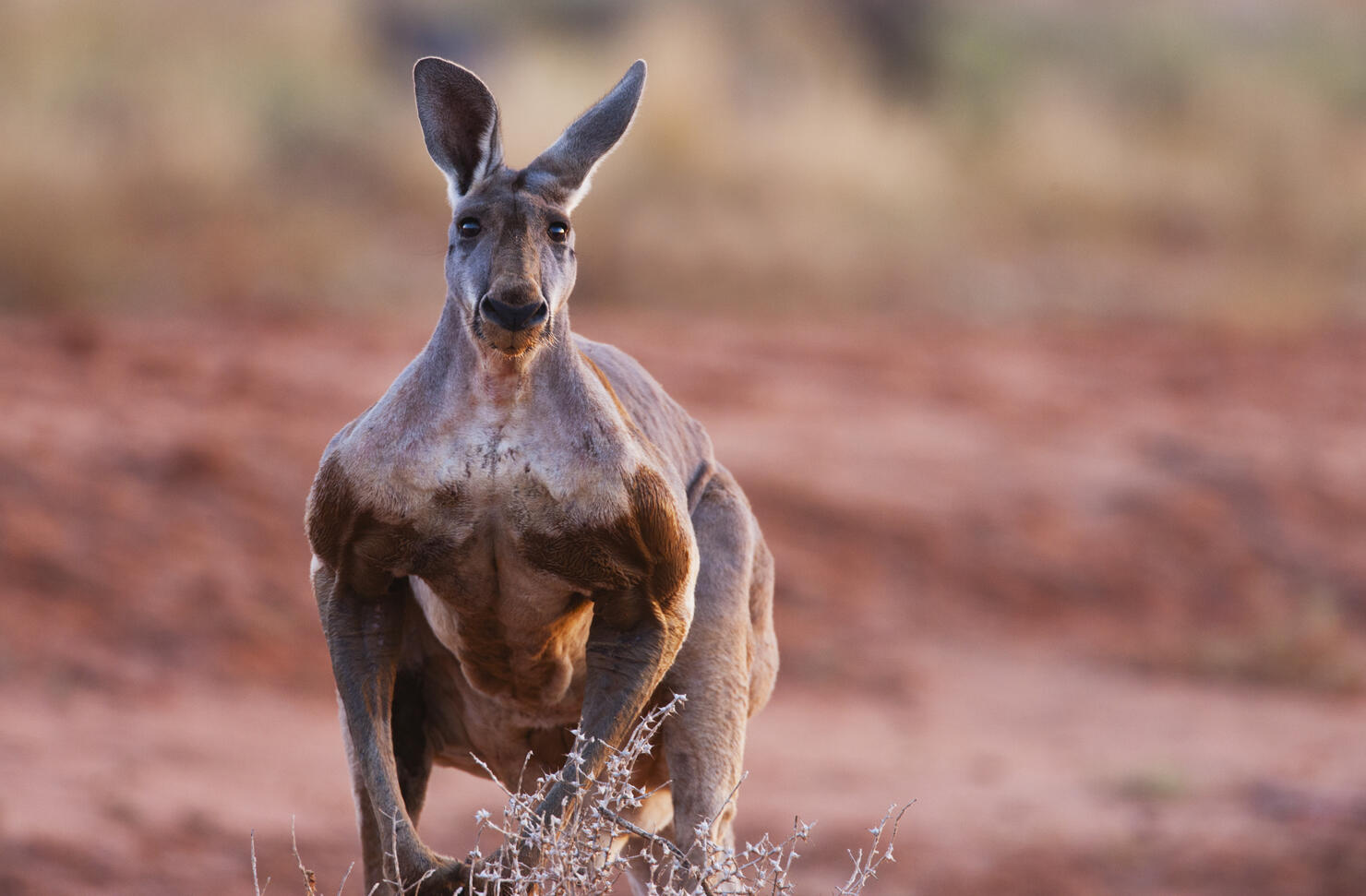 A dominant male red kangaroo hops slowly, close-up. portrait