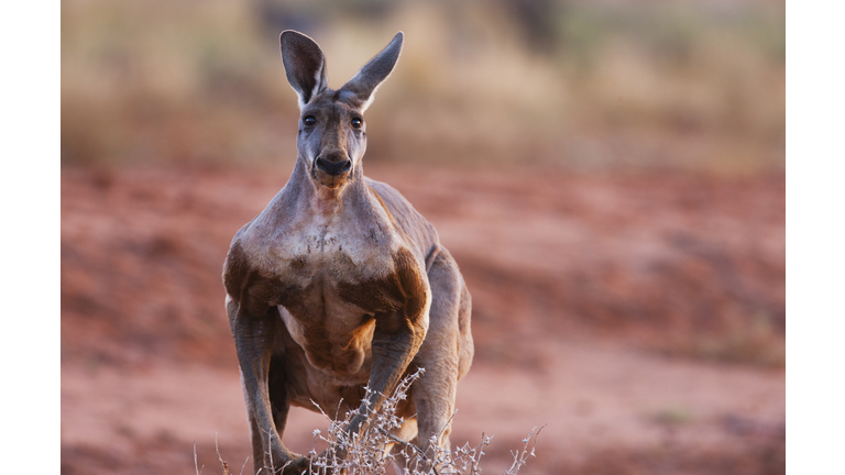 A dominant male red kangaroo hops slowly, close-up. portrait