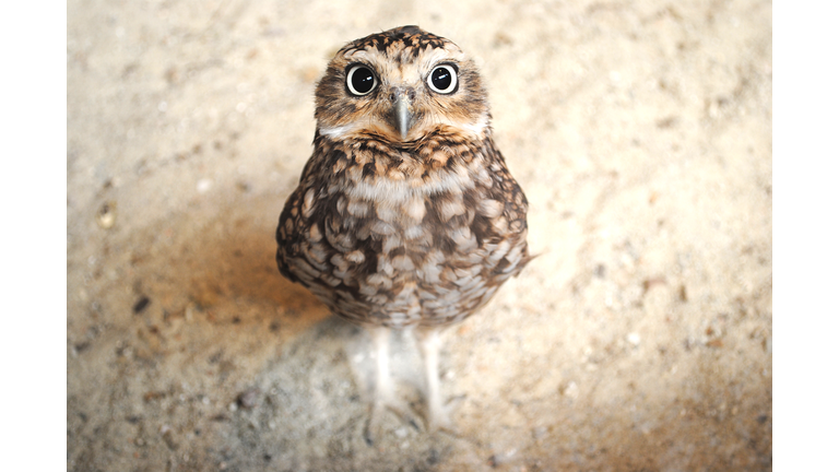 Curious burrowing owl with big eyes staring at the camera