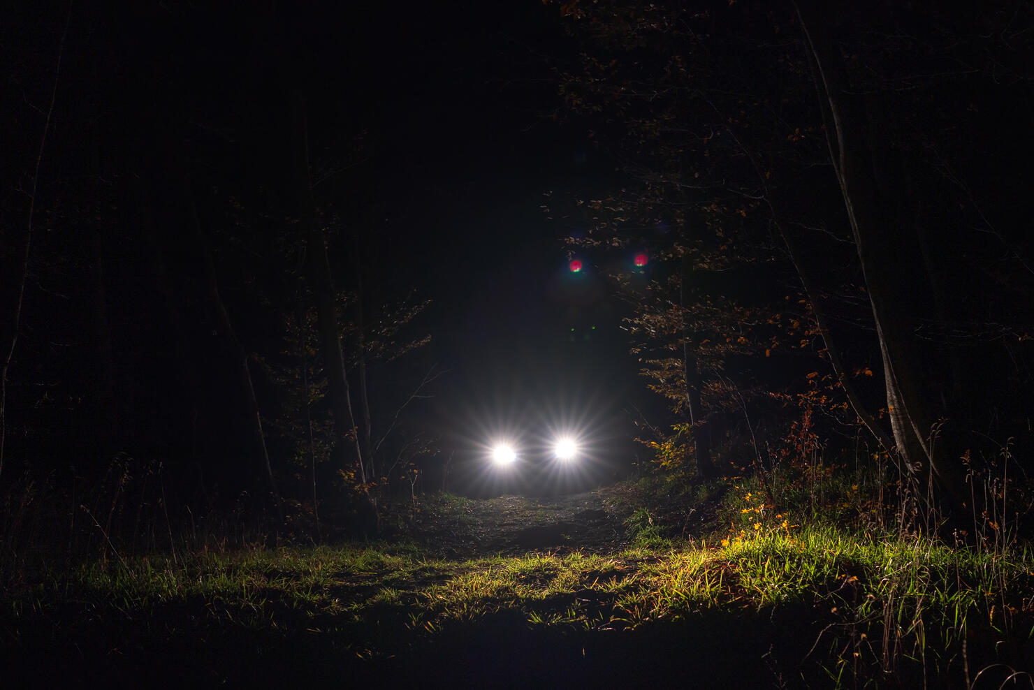 Car headlamp light in night forest