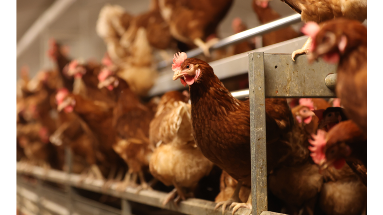 Egg Shortages Continue In The UK