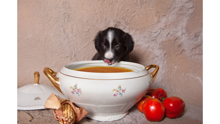 Puppy soup lover