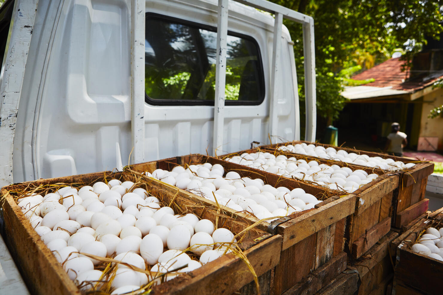 Chicken eggs