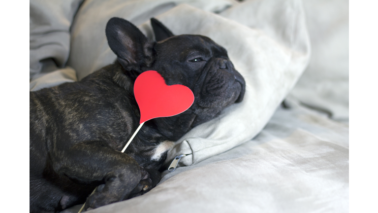 Dog in love lying on a sofa Holding a red heart