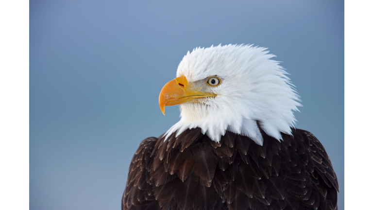 Close-up of Bald Eagle