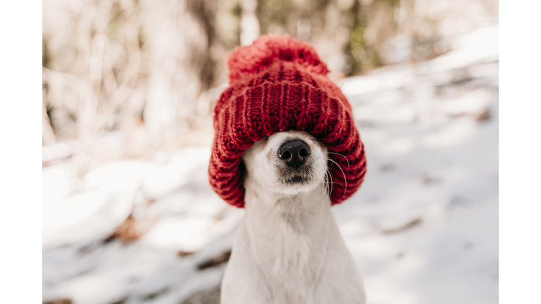 Cute dog covering face with red knit hat in winter