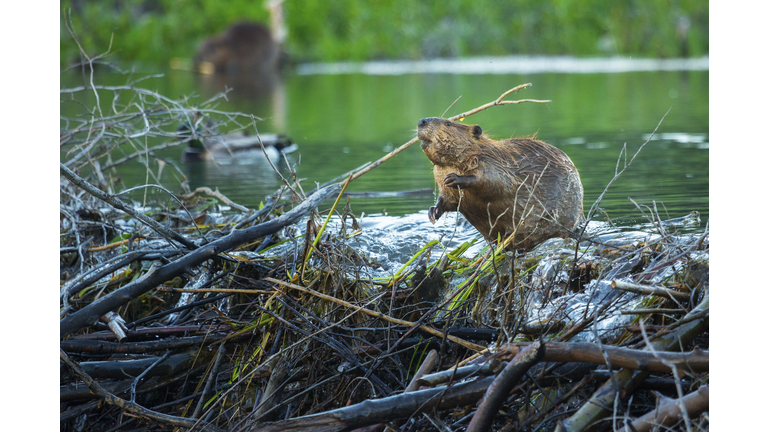 Busy beaver