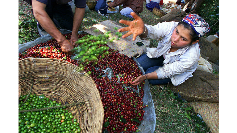 Ana Rosales,18, separates the green coff