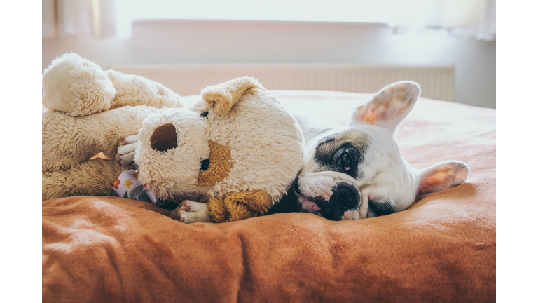 French bulldog with her teddy bear on bed