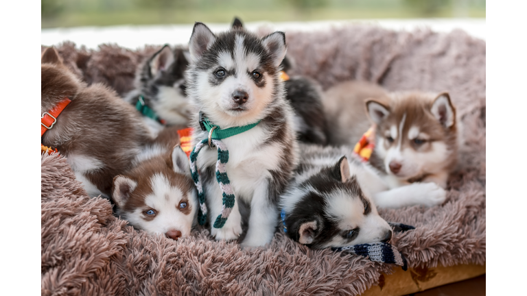 Snug and Warm: Adorable Husky Puppies, Just 1 Month Old, Find Shelter and Contentment on a Cozy Blanket in Their Dog Bed together