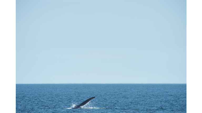 US-ENVIRONMENT-CONSERVATION-RIGHT-WHALES