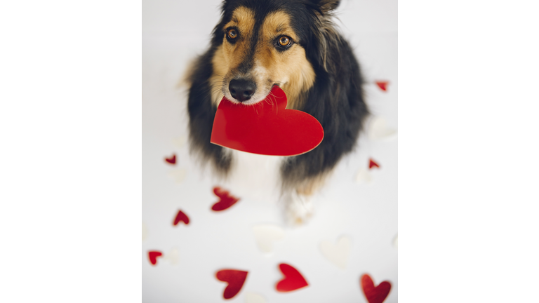 Valentine Dog